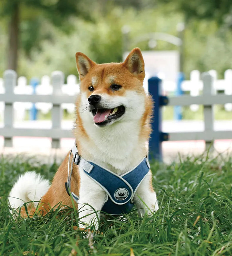 Adjustable dog and cat harness with breathable mesh panels and metal ring attachment