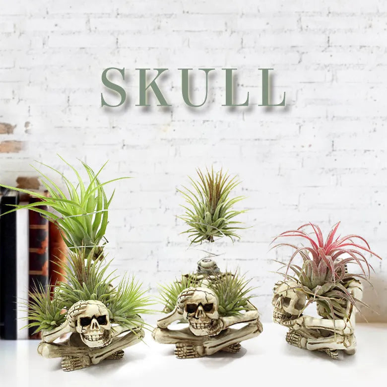 Gothic skull design resin bracket for Tillandsia air plants on iron base, measuring 7cm wide by 8cm deep by 12.5cm high