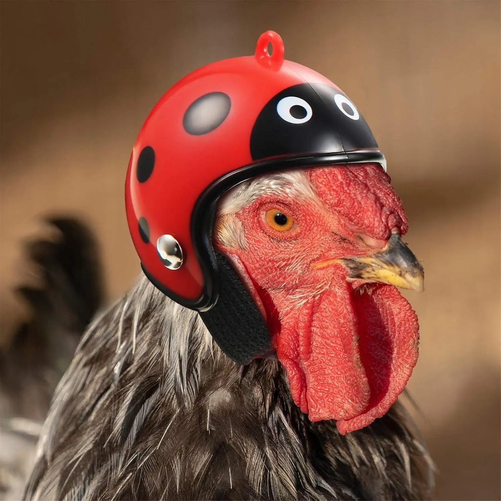 Small plastic pet helmet with elastic straps for chickens and birds.