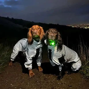 Dog wearing a reflective waterproof polyester raincoat in size M to 5XL for outdoor rain protection