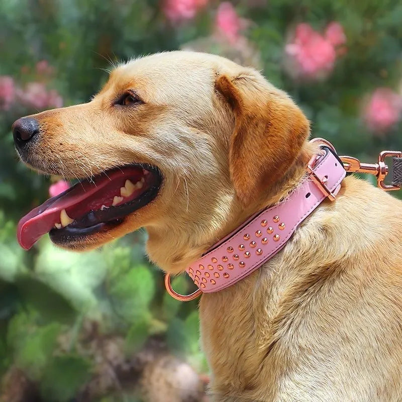 Brown leather dog collar with metal rivet studs, shown on a black background.