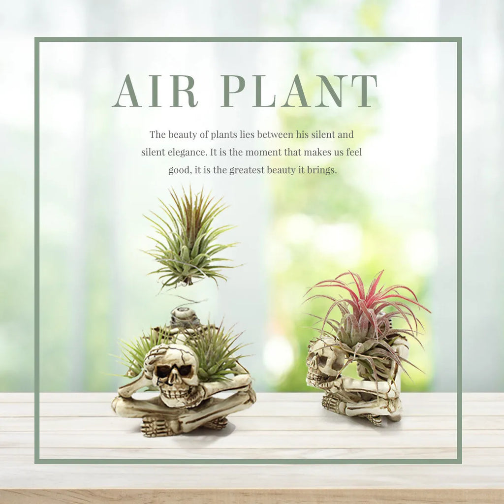 Gothic skull design resin bracket for Tillandsia air plants on iron base, measuring 7cm wide by 8cm deep by 12.5cm high