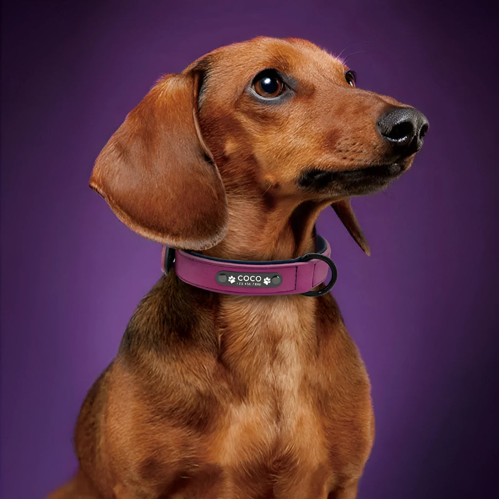 Anti-loss pet Alaskan neck collar in leather, available in multiple colours, for dogs and cats, sizes XS to XL