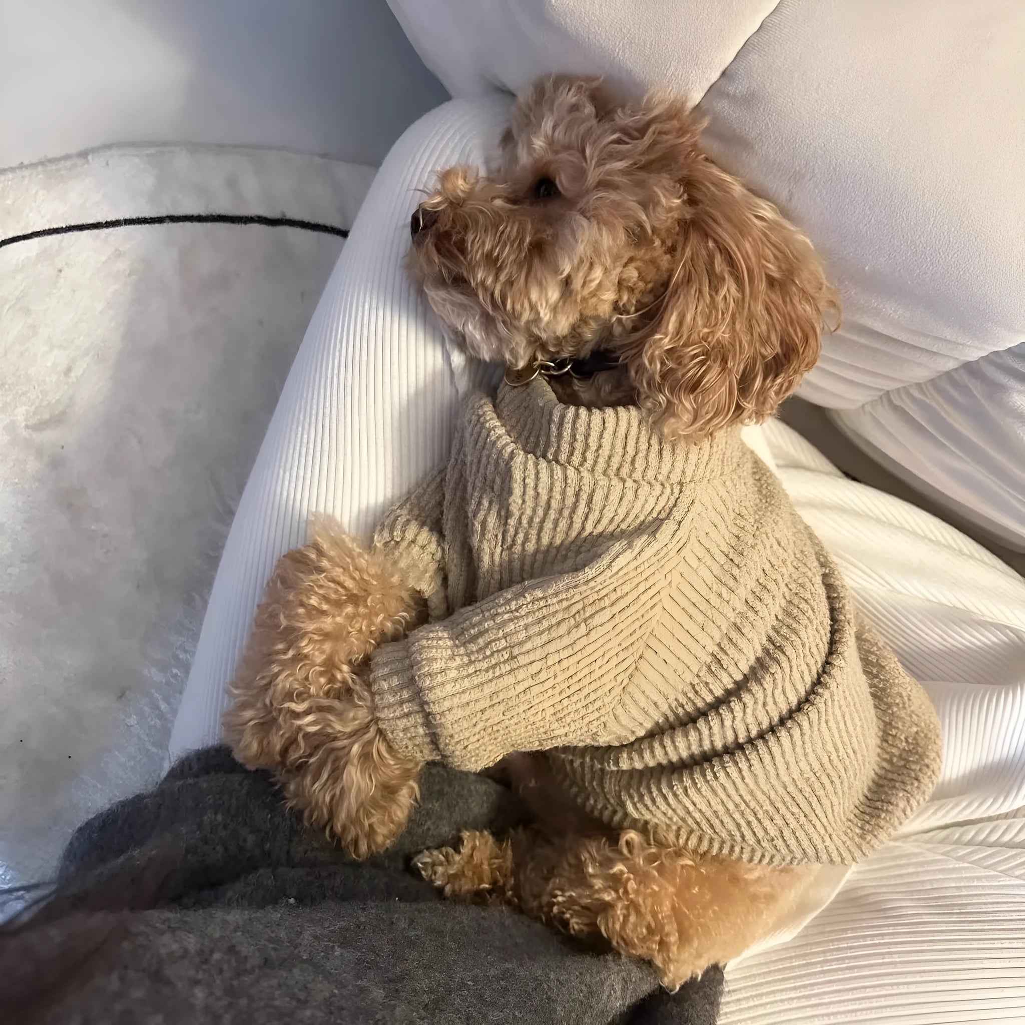 Brown knit pullover sweater on small dog showing casual style and fit