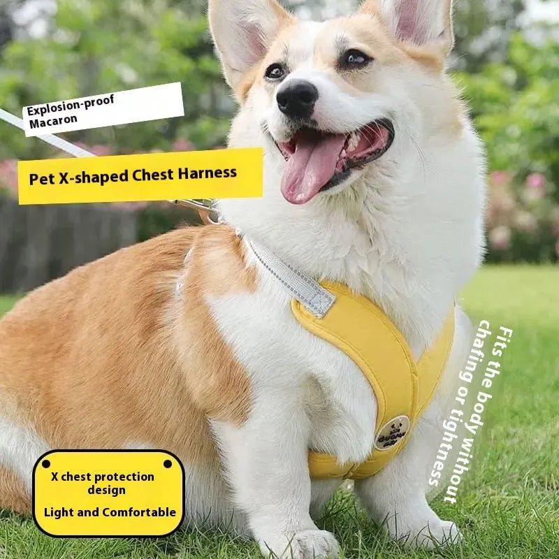 Blue adjustable dog harness vest connected to a hand-holding leash rope on a white background.