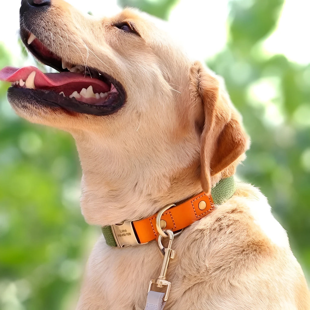 Mohair dog collar and traction rope set for small dogs in six colour options with lettering patterns