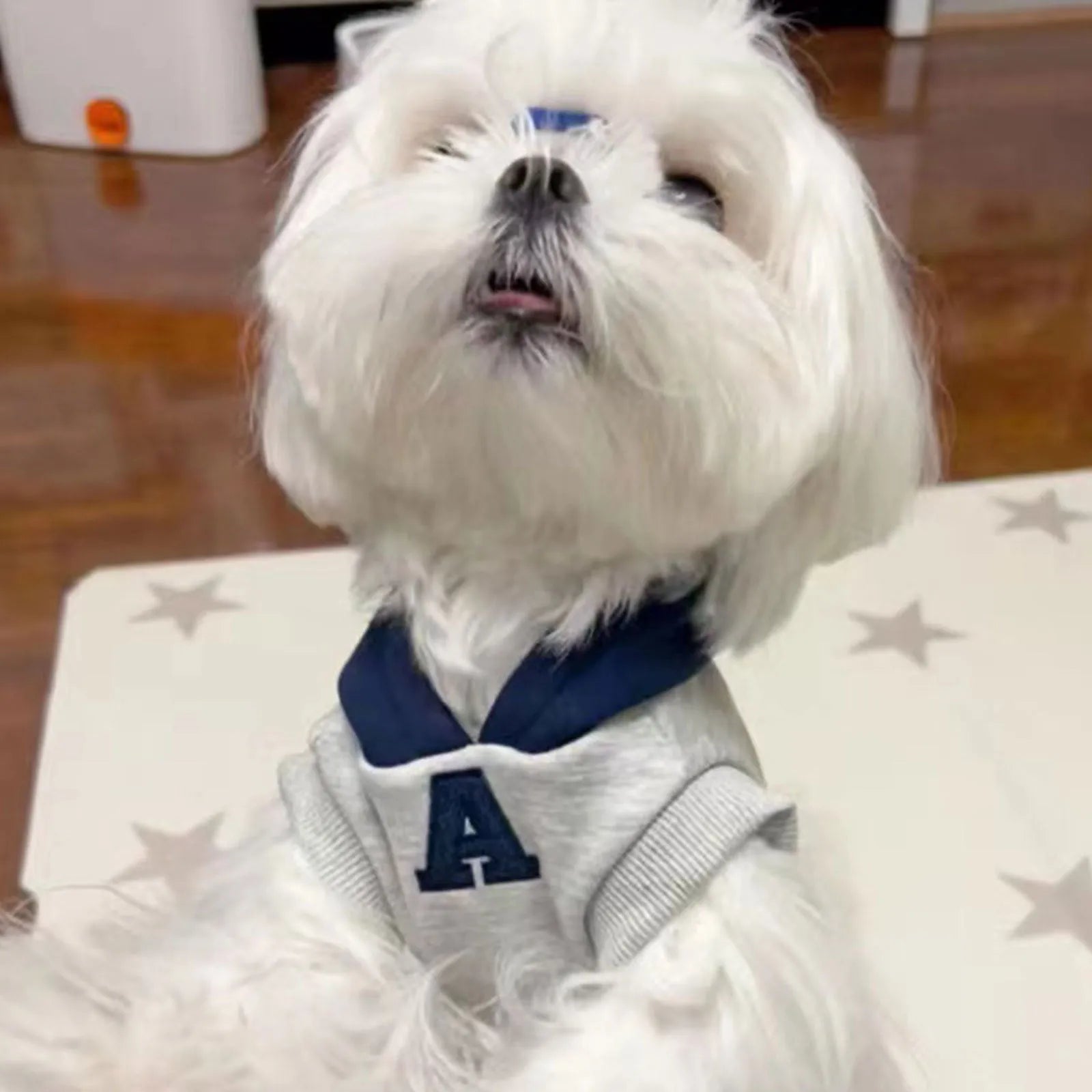 Blue pet hoodie with reflective letters on a dog showing slim-fitting design