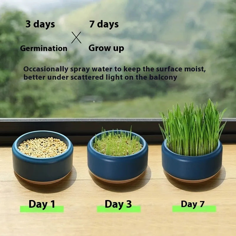 Hydroponic cat grass growing kit with soilless cup and five seed packs in blue, green or yellow colours