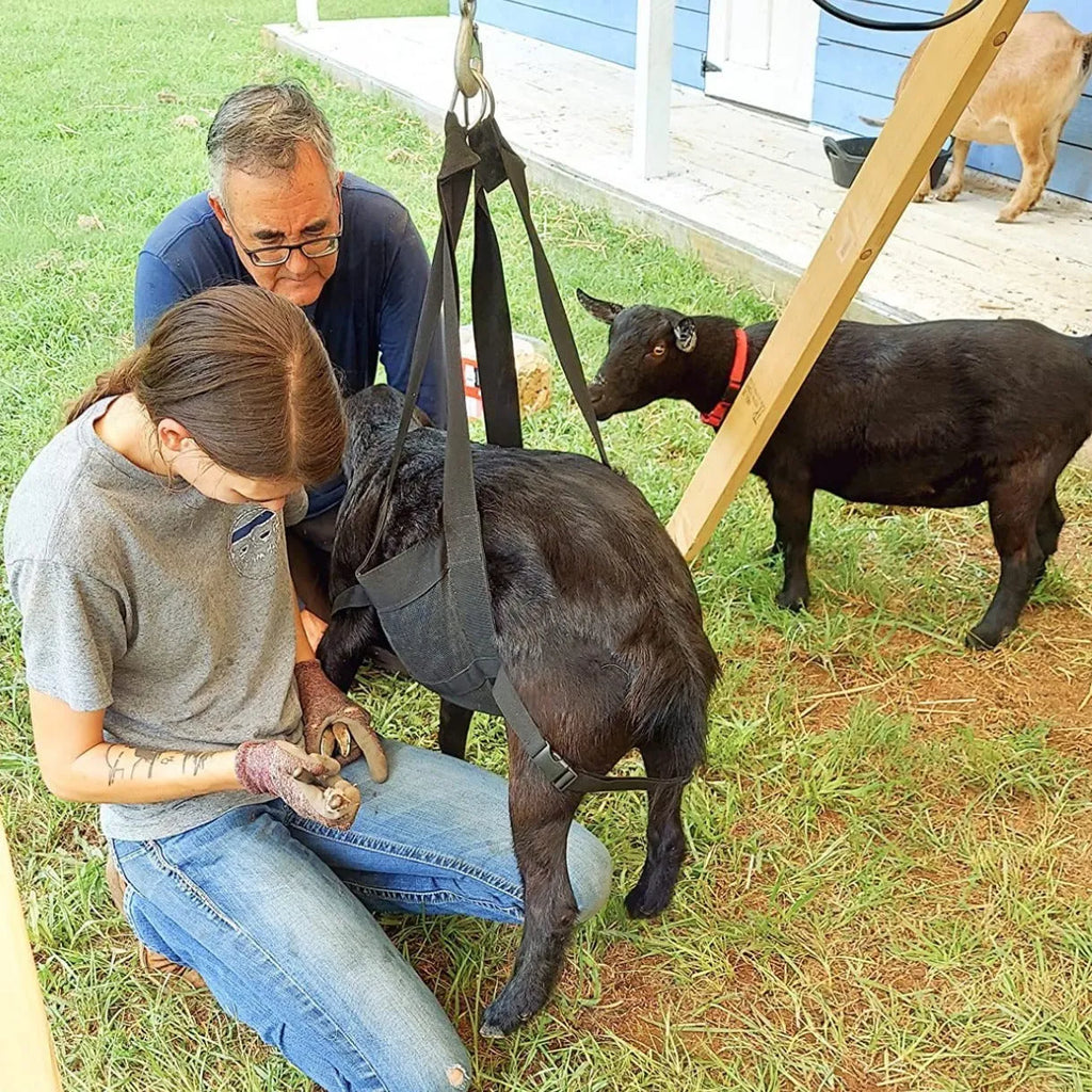 Large black calf sling for weighing and moving dogs and livestock, showing dimensions.