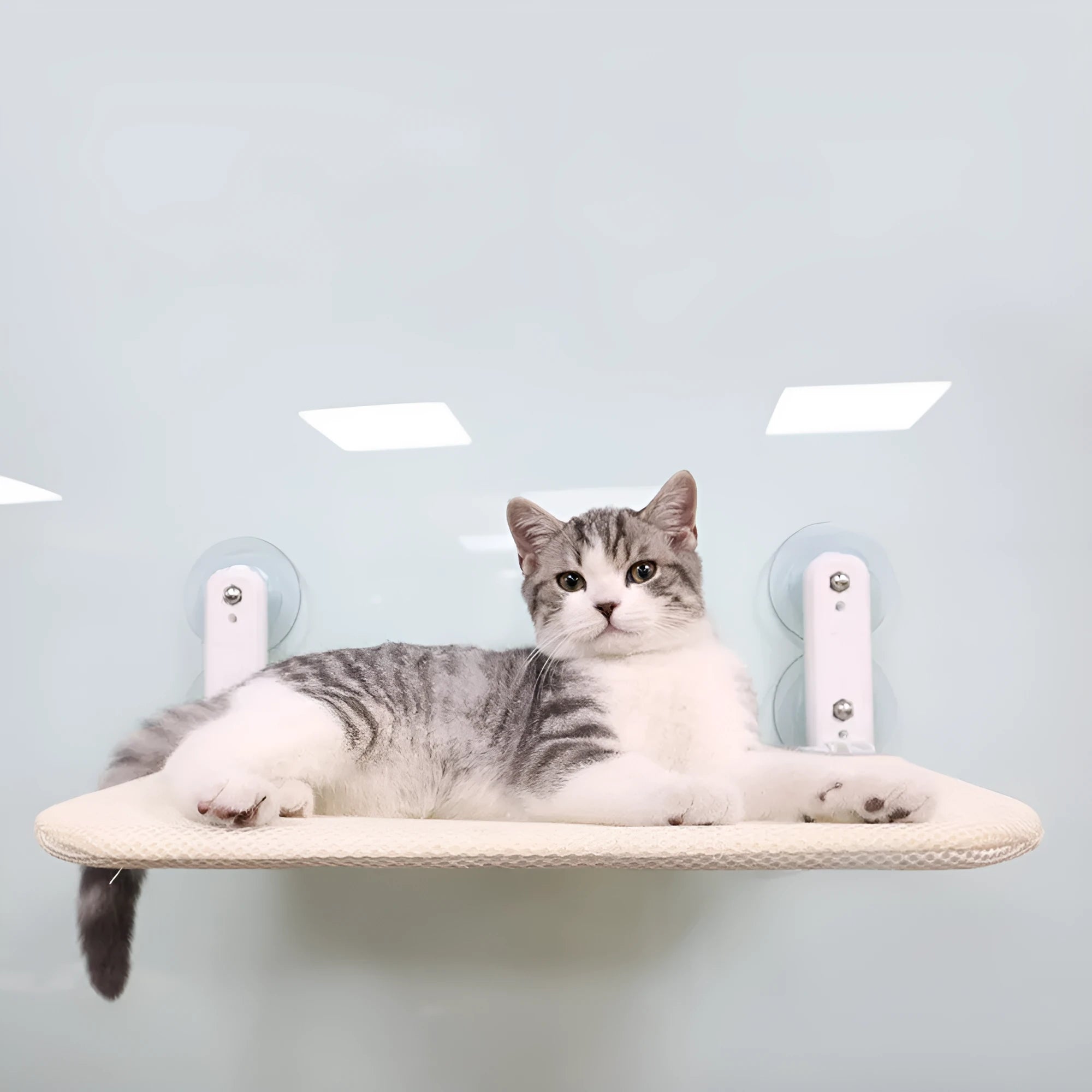 Cat hammock window seat with stainless steel suction cups mounted on glass