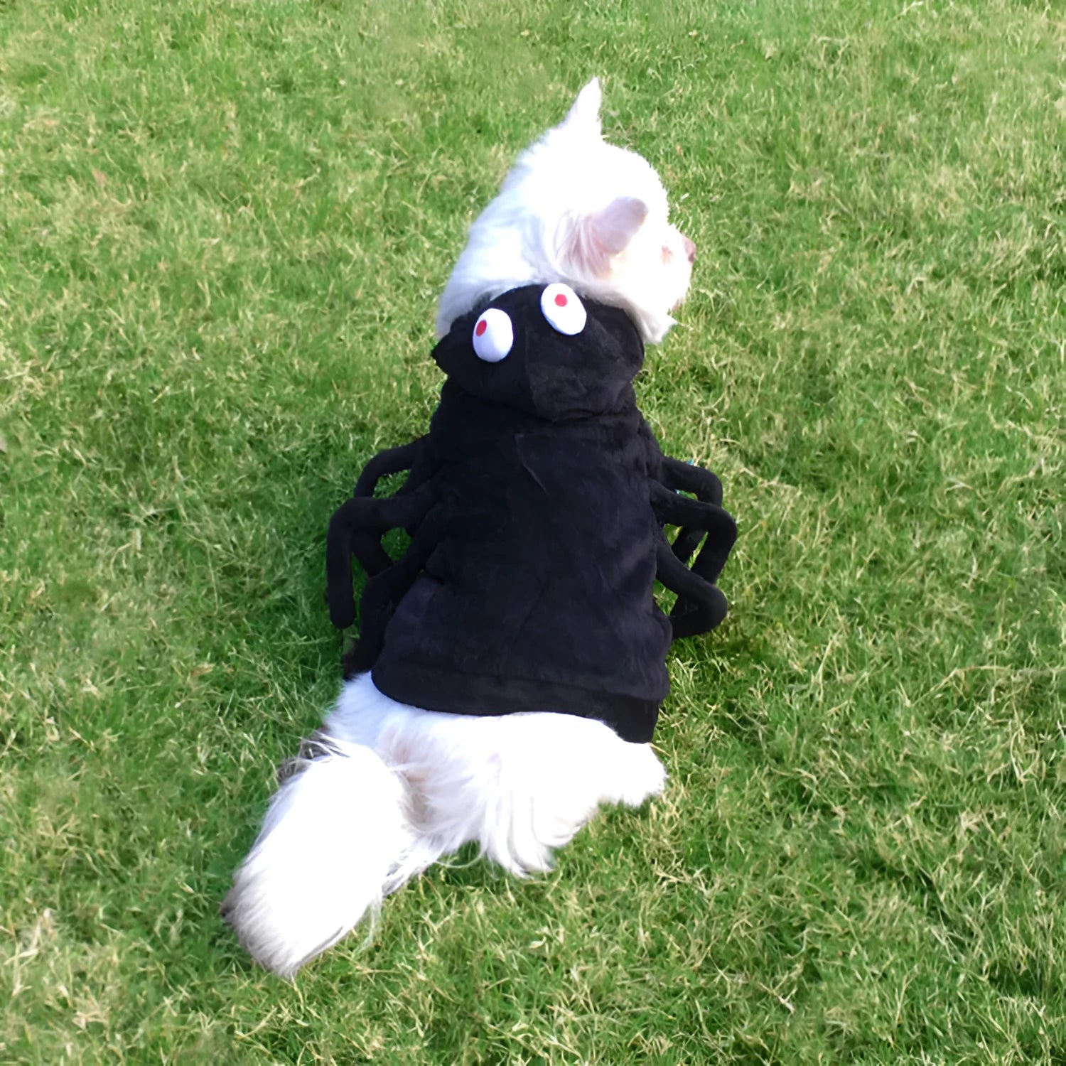 Dog wearing a black and red polyester Halloween costume with a full-body spider print.