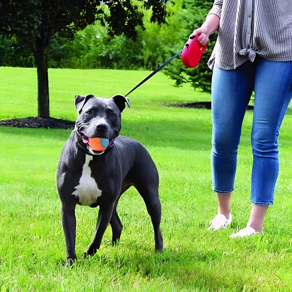 TPR rubber dog ball with molar texture, 6.5cm diameter, showing colour options including luminous variant