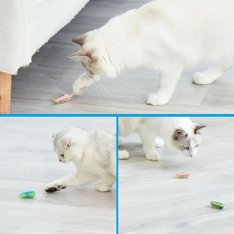 Electric bug cat toy showing ladybird design with motorised movement on flat surface