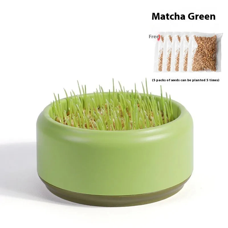 Hydroponic cat grass growing kit with soilless cup and five seed packs in blue, green or yellow colours