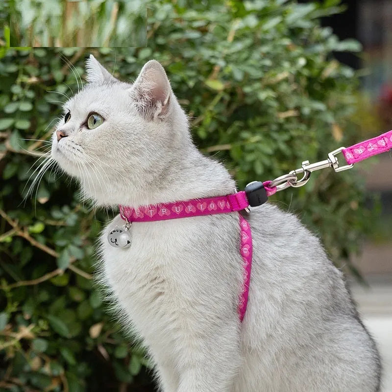 Pet cat bell chest strap and traction rope set in blue polyester jacquard mesh on a small dog